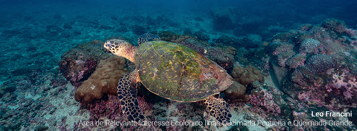 Área de Relevante Interesse Ecológico Ilhas da Queimada Pequena e Queimada Grande